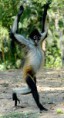 /album/fotogaleria/mono-arana-corriendo-jpg/